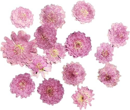 10 hojas prensadas de flores secas para manualidades miniatura 4