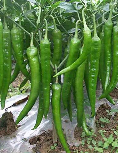 Seeds Zone Chilli hybrid seeds for home garden vegetables (B083TWLJ3P) Amazon Price History, Amazon Price Tracker