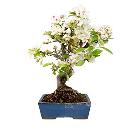 BONSAI MANZANO 10 AÑOS MISTRAL BONSAI