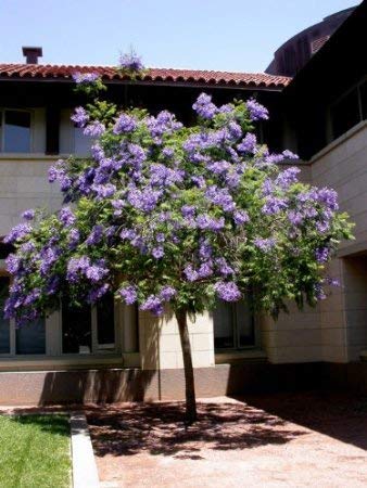 New Fresh 20Pcs Blue Jacaranda Tree Seeds Generic