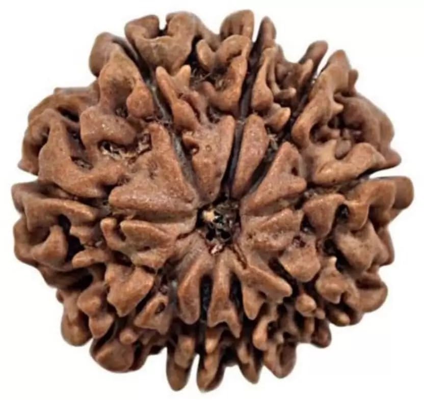 ShivTantar 8 mukhi Rudraksha Natural Bead & Certified, Astrological Eight Mukhi Rudraksha Bead/Faced Rudraksha | Positive Effect | Unisex Both for Men & Womenx07