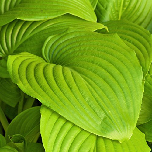 Easy to Grow Hosta Sum and Substance 3 Plant Bareroots - Lime Green Foliage for Shade, Summer Flowers Outdoor Zones 3-9