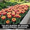 Rainbow Parrot Tulip Bulbs for Planting (10 Bulbs) - Huge Bulbs for Colorful Flowers - Grow Cheeful Rainbow Tulips - Fringed Multicolor Spring Flowers, Tall Statement Garden #4