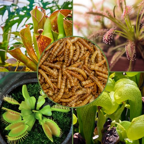 Alimento para plantas carnívoras Soil Sunrise, 28 g miniatura 6