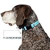 Buckle-Down Pet Collar, Dog Collar Plastic Buckle, Anchor Close Up Turquoise Blues, 16 to 23 Inches 1.5 Inch Wide #5