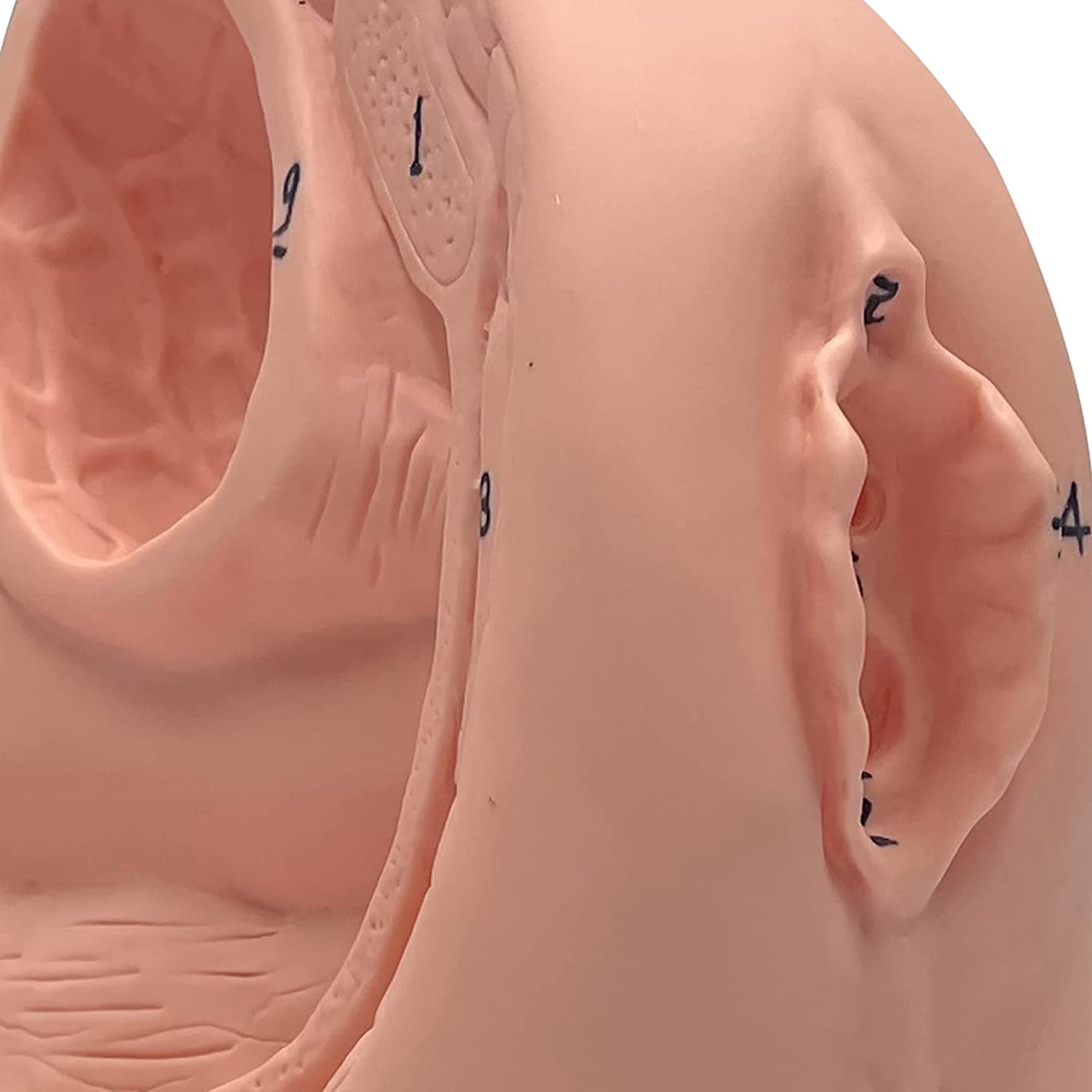 Modèle d'enseignement, modèle de cathétérisme modèle de cathétérisme Interne et Externe, modèle d'enseignement de Mannequin en PVC - pour l'aide à la Formation éducative médicale en gynécolo