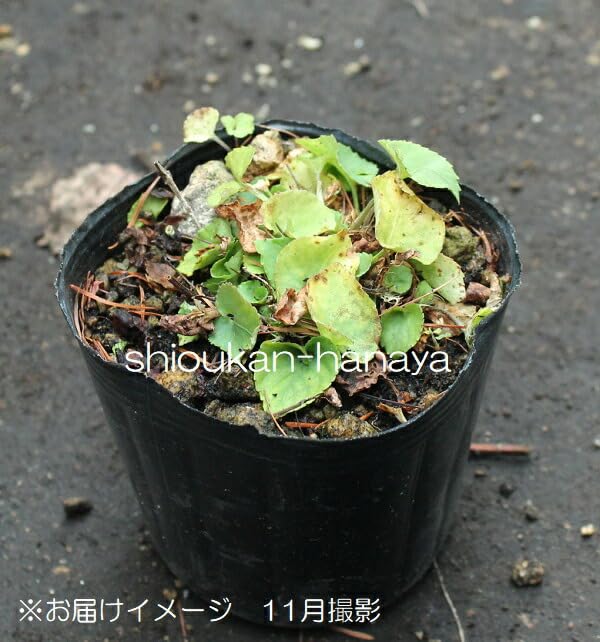 北の蝦夷タチツボスミレ苗　山葡萄苗木セット 北の蝦夷タチツボスミレ苗 山葡萄苗木セット