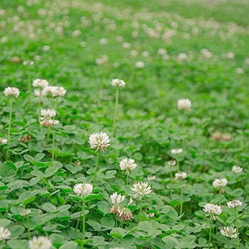 Outsidepride White Dutch Clover Seed for Erosion Control, Ground Cover, Lawn Alternative, Pasture, Forage, & More - 50 LB