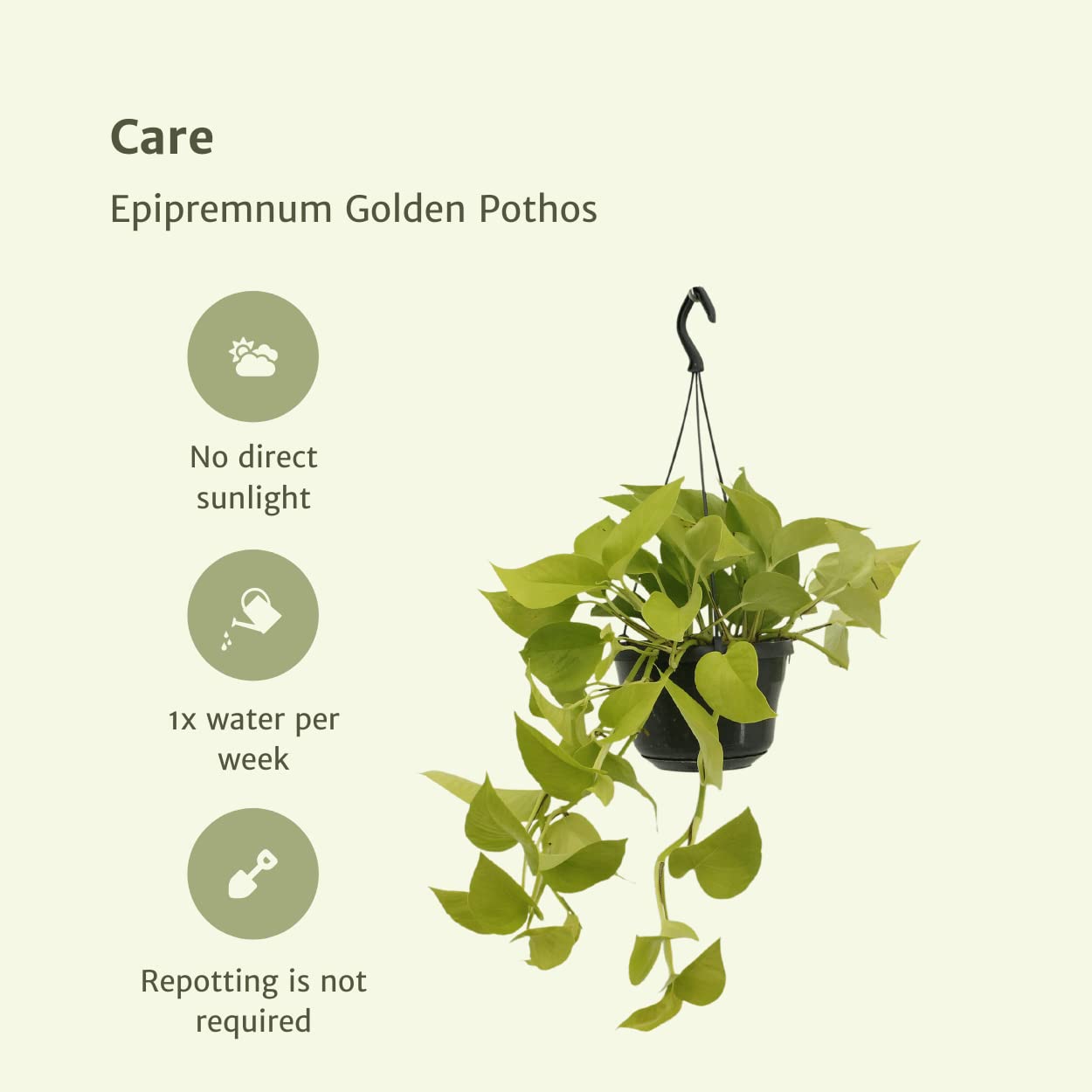 Epipremnum Pothos, Roślina doniczkowa Zielona Żółta, Zestaw 2 sztuk, Ø15cm H25cm