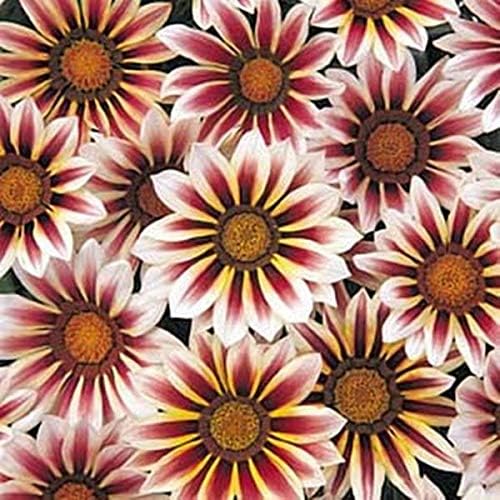 Nuevo!! - 25 Semillas Gazania Daybreak Series Rose Stripe Annual Seeds