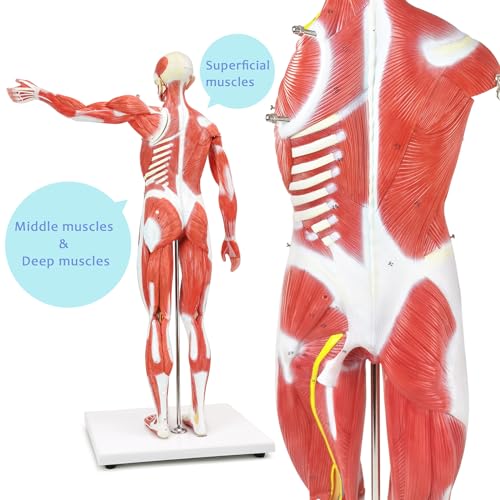 Image of Human Muscle and Organ Model, 27-Part Half Life-Size Human Body Muscle Model Muscular Figure with Removable Organs and Muscle Anatomy for Medical Educational Training,ncludes Detailed Full Color