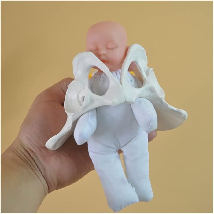 Buy Childbirth Demonstration Pelvis Model Female Pelvis Childbirth