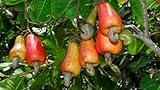 Anacardium occidentale - Anacardo Árbol - Semillas de árboles tropicales raras de plantas (3)
