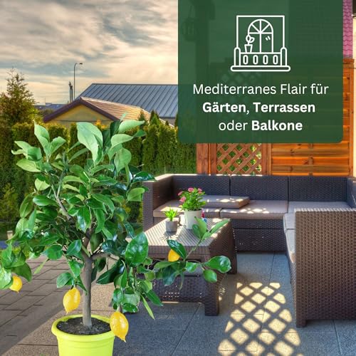 Zitronenbaum Meine Orangerie Piccolo – Zitruspflanze für den Garten