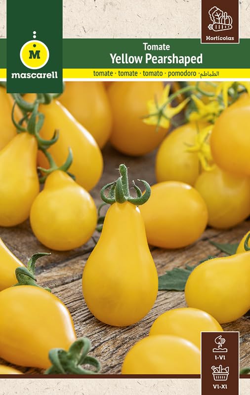 Mascarell Semillas, TOMATE YELLOW PEARSHAPED, Semillas Huerto, Tomate Cherry Pera Amarillo y Dulce, Crea tu Propio Huerto Urbano y Cultivo en Casa, 0.5 GR