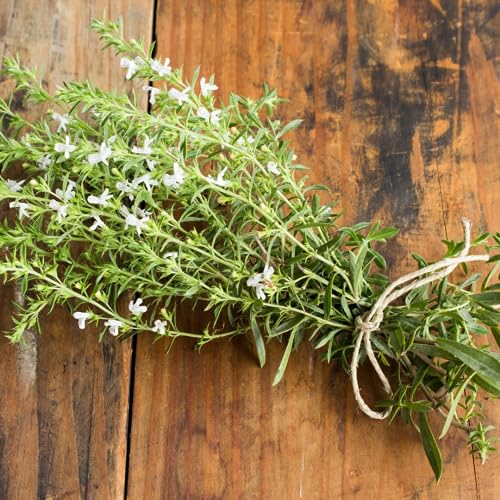 Birch & Meadow Savory, Cut & Sifted, Aromatic Herb (2.9 Ounce) - Thumbnail 4