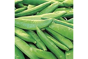 280 Sugar Ann Snap Pea Seeds - Heirloom Non GMO Seeds For...