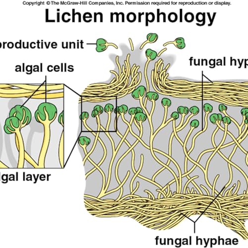 Talking Philosophy with Kerry Knudsen Podcast Por  arte de portada