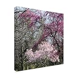 Wrapped Canvas Wall Art - Kurt Shaffer 'Mauve and Pink Flowering Trees of Spring' Wall Art for Living Room, Bedroom, or Office Décor - 24x24