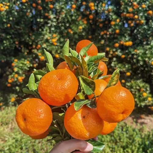 20 piezas semillas de naranjo perennes resistentes, de mandarino, para exterior, jardín rocas resistentes, interior