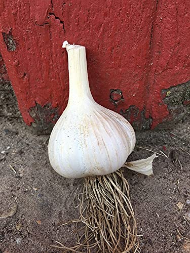 Live Seeds German Giant 24 Garlic Seeds Clove, Wight Garlic Cloves/for Large Bulbs/Planting Now