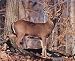 Wild Animal Wall Decor Whitetail Buck Deer Rut Art Print Poster (16x20)