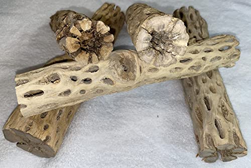 Image of Awesome Aquatic 12 inch 2-3 inch Thick XL Teddy Bear /Chain Fruit /Buckhorn /Staghorn Cholla Wood Hollow Tube Wood Cactus Skeleton Tubes 12 inch x 2-3 inch Thick /Diameter (12 in x 2-3 in Diameter)