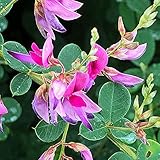 ＩＴＡＮＳＥ ダルマハギ(だるま萩) 6号 1個売り 花木苗 学名 Lespedeza patens マメ科 ハギ属 別名： 達磨萩 ケハギ サミダレハギ (五月雨萩) 栽培容易 秋の風情を楽しむことができる花木 古くから日本人に親しまれてきた植物 花が大きい ミヤギノハギより葉が丸いのが特徴