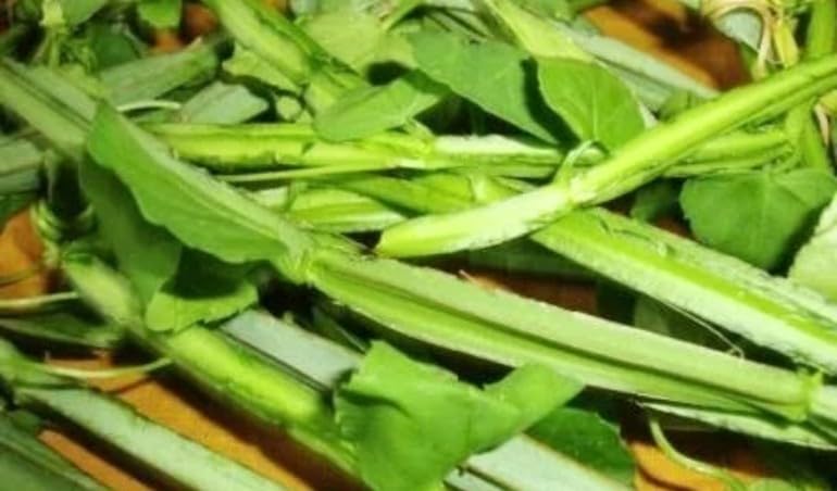Adamant Creeper (pirandai) fresh and green plant (400 gram)/nsp enterprises/nsp herbals (B0D7MG8437) Amazon Price History, Amazon Price Tracker