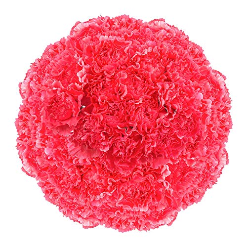 100 Hot Pink Carnations | Fresh Flowers For Valentines Day #TOP1