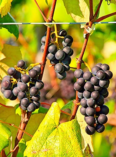 Amazon.co.jp: ぶどう 苗木 【一才山ぶどう （いっさいやまぶどう