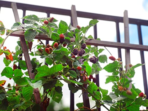 (02) Sweet Thornless Blackberry Plants For Planting (5''+ Tall) #TOP3