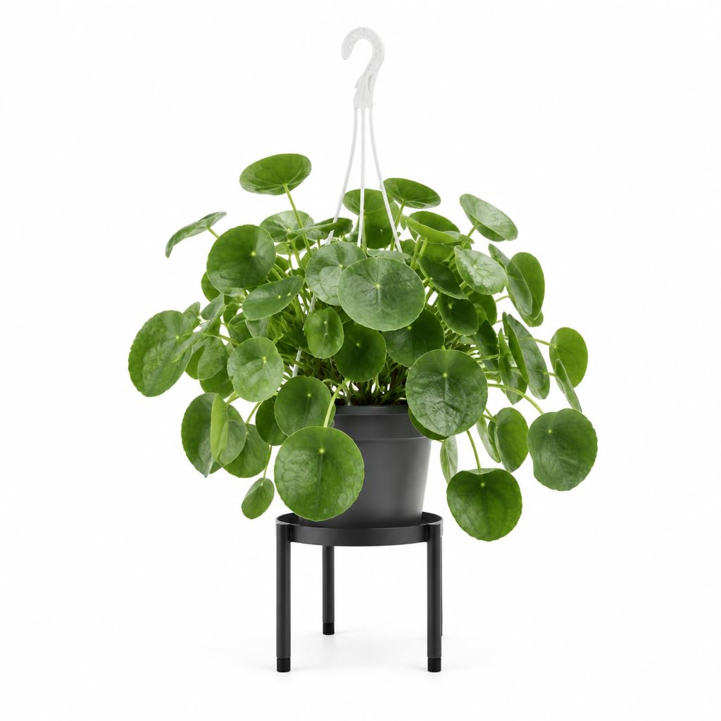 DECOALIVE | Pilea Peperomioides | Maceta de 20 cm | Planta Natural
