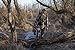 Lone Wolf Wide Sit & Climb Combo II Climbing Tree Stand