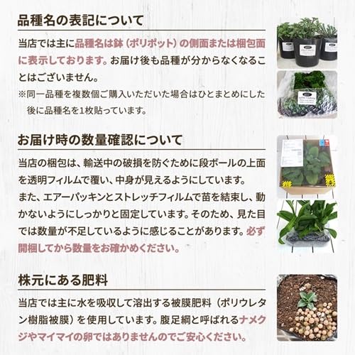 Amazon.co.jp: 【多年草】 クレマチス 白磁 2年苗 【イングリッシュ