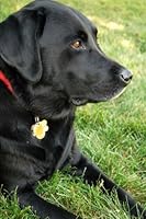 Black Lab, Dog Journal: (Dog Notebook, Black Labrador Journal, Log Book, Dog Journal, Diary, Composition Book, Creative Writing, Poetry, 6 x 9, Medium, Ruled) (Animals) (Volume 29) 1718820895 Book Cover