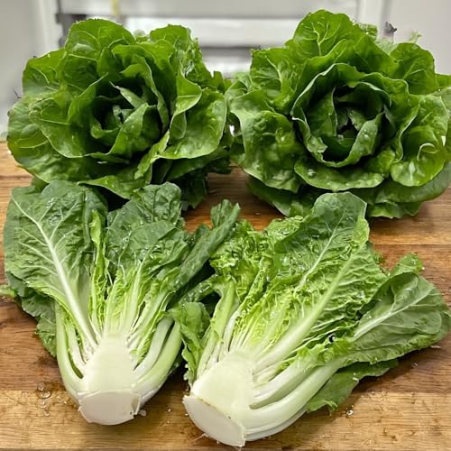Lettuce Lobjoits Green Cos Seeds – Versatile & Reliable Crisp Hearts, Sow Spring & Autumn – RHS Award of Garden Merit – for Your Beautiful Kitchen Garden