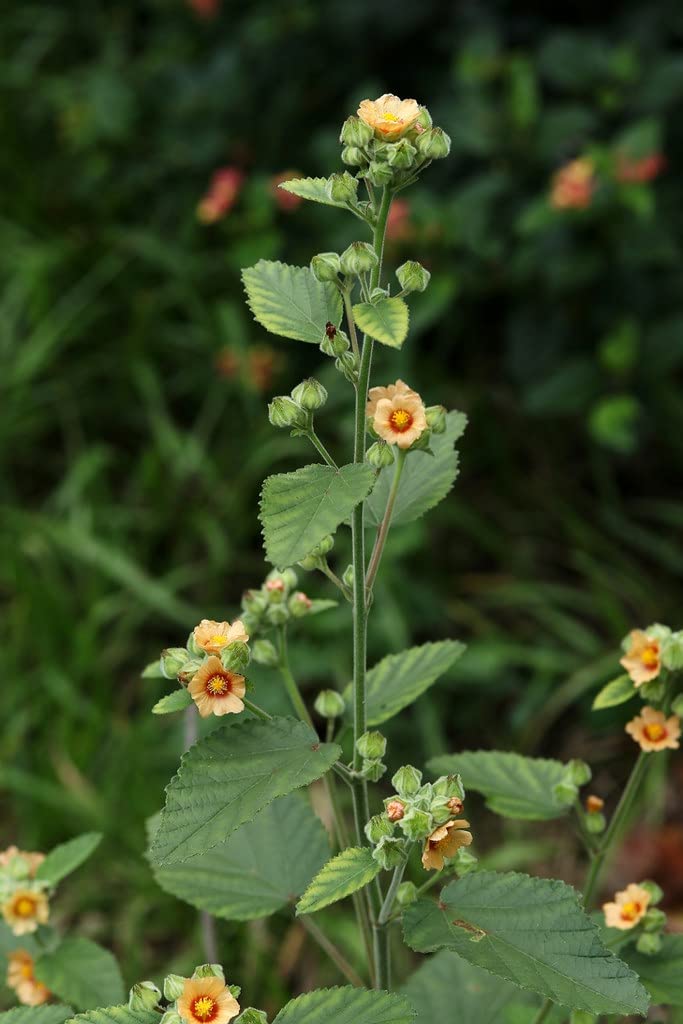 Sida cordifolia | Kurunthotty | Country Mallow | Petari Potari Tuturabenda | Bala Sida Sapling Live Ayurvedic Medicinal Plant Natural (B0BWF6L5LP) Amazon Price History, Amazon Price Tracker