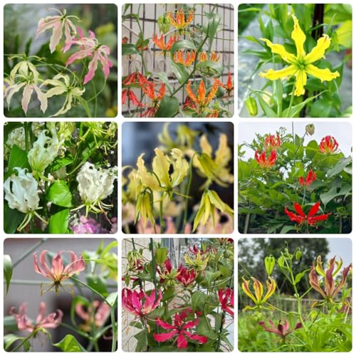 Bulbi di giglio fiamma, decorazione da giardino per esterni per luoghi soleggiati bulbi di rare bulbi di precoci 11pcs