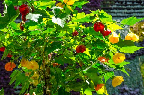 RP Seeds Abutilon hybridum Maximum (Flowering Maple) - 25 Seeds