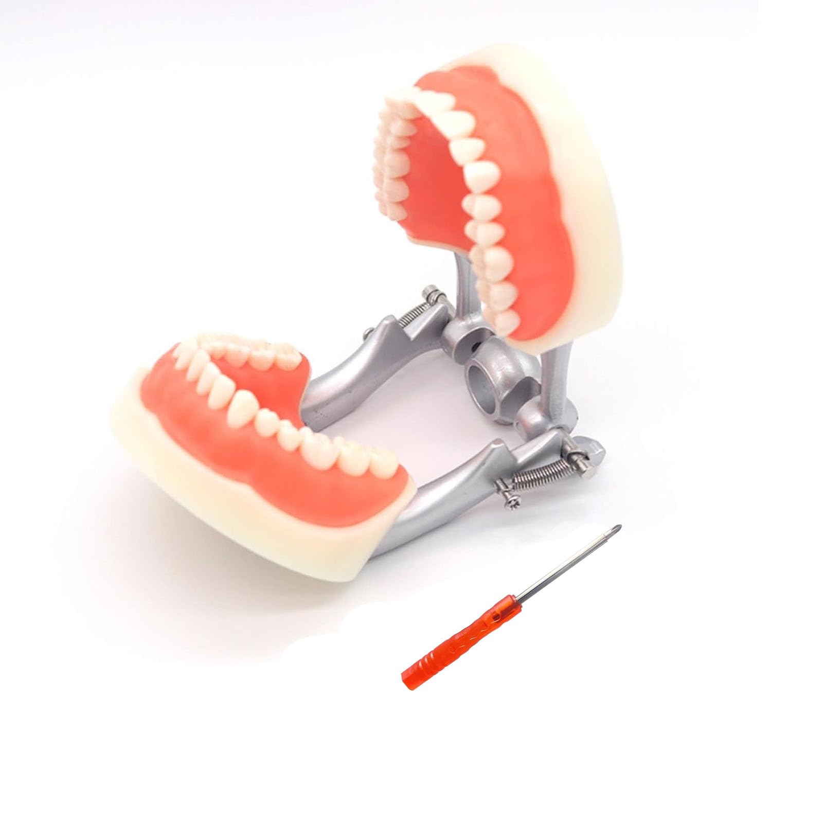 Dental Typodont Teeth Model, 28/32 Removable Teeth, Removable Teethteaching Practice Modelteaching Research Dental Modelcomes with a Small Screwdriver (28-Tooth Model)