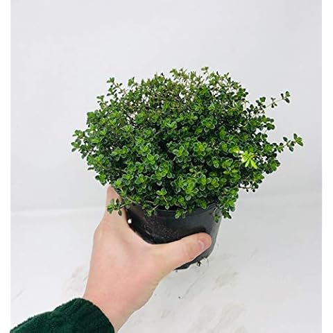 Large Thyme Herb Plant in 14cm Pot Cover