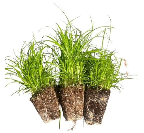Scirpus expansus | Wood Bulrush | Live Starter Plant Plug | Native Wetland Grass-Like Sedge | Rain Garden Essential | Wildlife Habitat Plant (1)