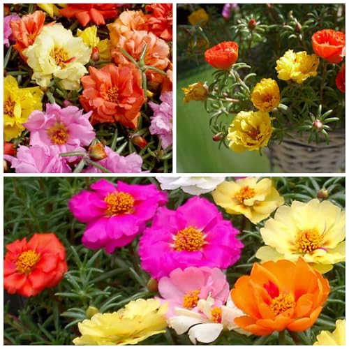Seed Needs Moss Rose Seeds for Planting Portulaca Groundcover - Heirloom & Open Pollinated Flowers to Plant a Butterfly Garden - Double Petal Blooms in Red, Yellow, White, Orange & Pink (2 Packs) Seed Needs Moss Rose Seeds for Planting Portulaca Groundcover - Heirloom & Open Pollinated Flowers to Plant a Butterfly Garden - Double Petal Blooms in Red, Yellow, White, Orange & Pink (2 Packs)