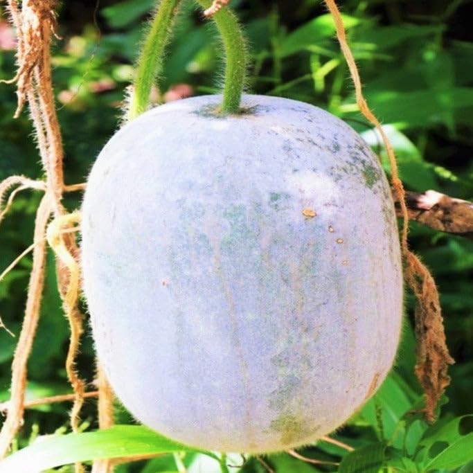 TomorrowSeeds - Giant Winter Melon Seeds - 20+ Count - for 2026 Planting Ash Wax Gourd White Skin Chinese Dong Gua Tallow Pumpkin Fuzzy Hair Asian Vegetable Grow Your Own Home Farm Patio Healthy