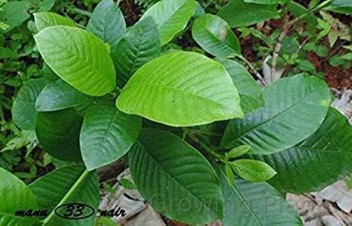 Growing Plants Live Rare Imported Hing Kayam Asafoetida Spice and Trusted Medicinal Herb Ferula Assafoetida 1 Live Plant With Pot-image-23