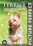 terrier de boston a vendre  Terrier: Picture Perfect Photo Book (English Edition)