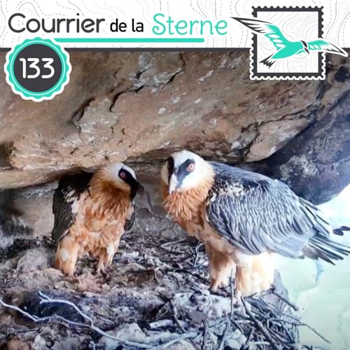 『CDLS#133 : Un pont trop loin (Gypa&egrave;te barbu)』のカバーアート