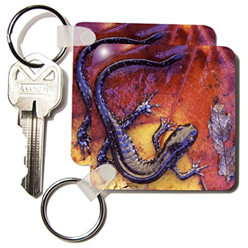 Porte-clés Québec Salamandre Lizards 3drose KC 73117 1 lot de 2 Janyes Gallery 5,7 x 11,4 cm