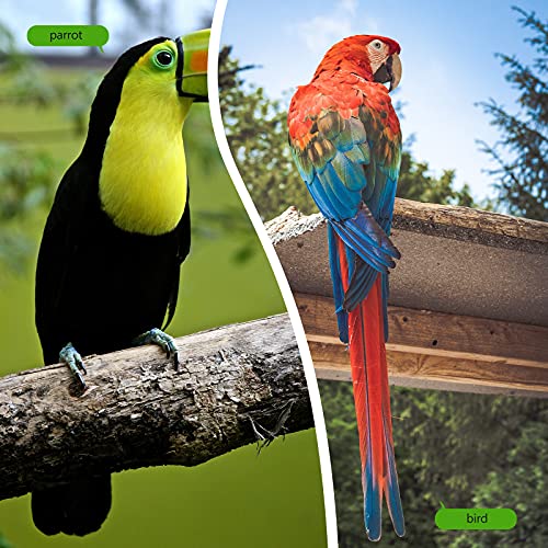 iplusmile Vogel Accessoire, 1 set papegaaienbesparende pot, speelgoed, intelligentie, training, speelgoed, interactief… - Afbeelding 6